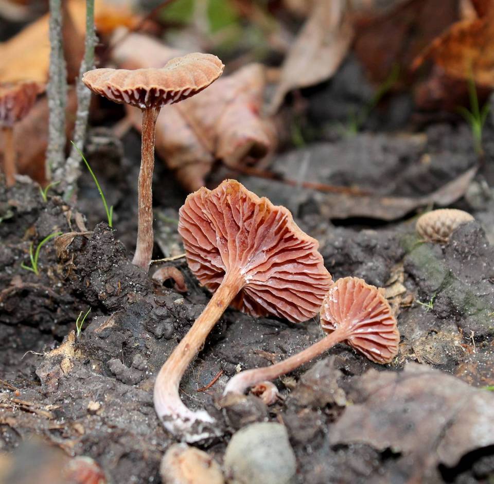 Laccaria vinaceobrunnea image