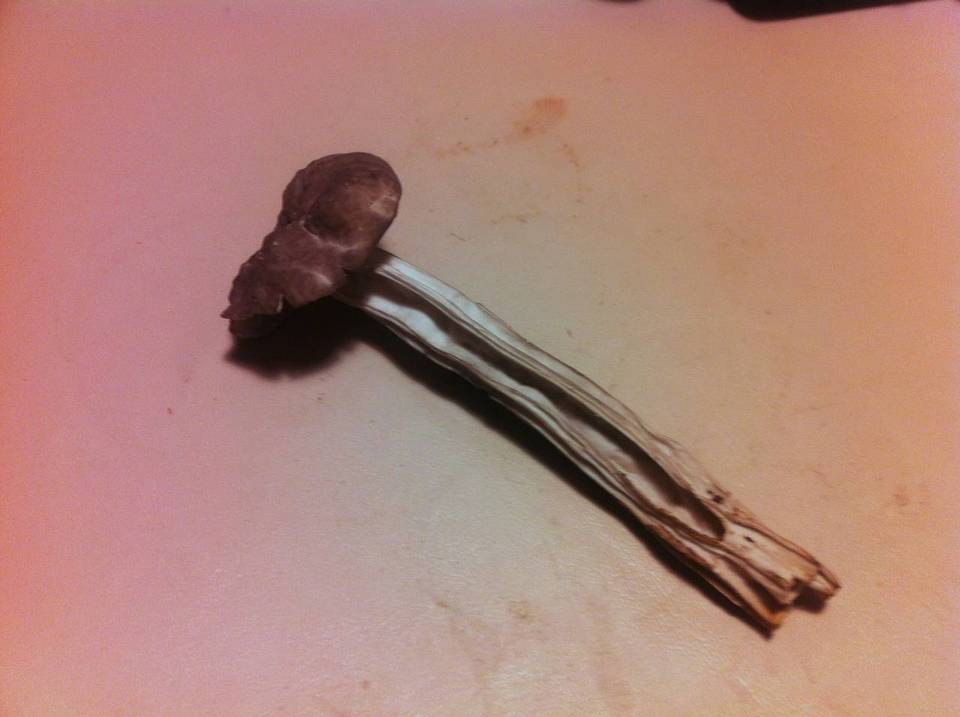 Helvella phlebophora image