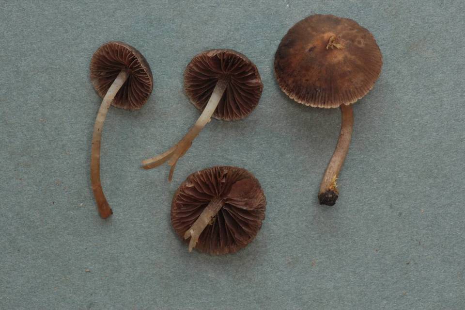 Psathyrella senex image