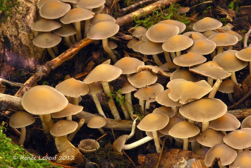 Psathyrella saccharinophila image