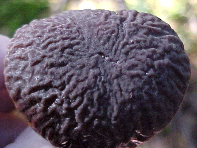 Xerocomus zelleri image