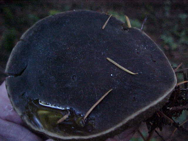 Xerocomus zelleri image