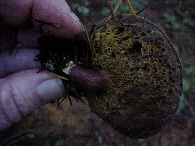 Xerocomus zelleri image