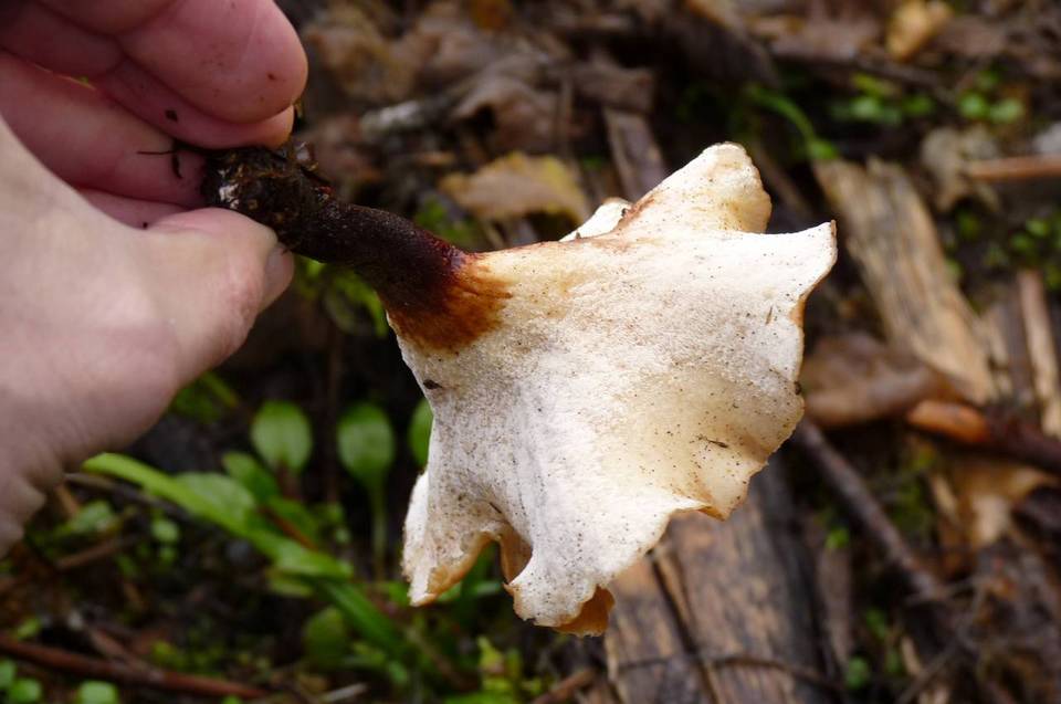Nigroporus durus image