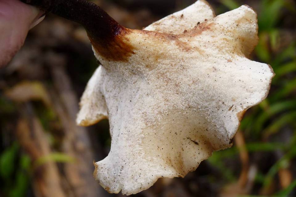 Polyporus durus image