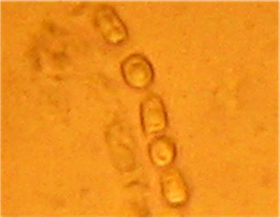 Hypocrea nybergiana image