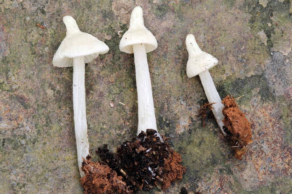 Entoloma stylophorum image
