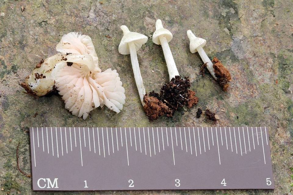 Entoloma stylophorum image