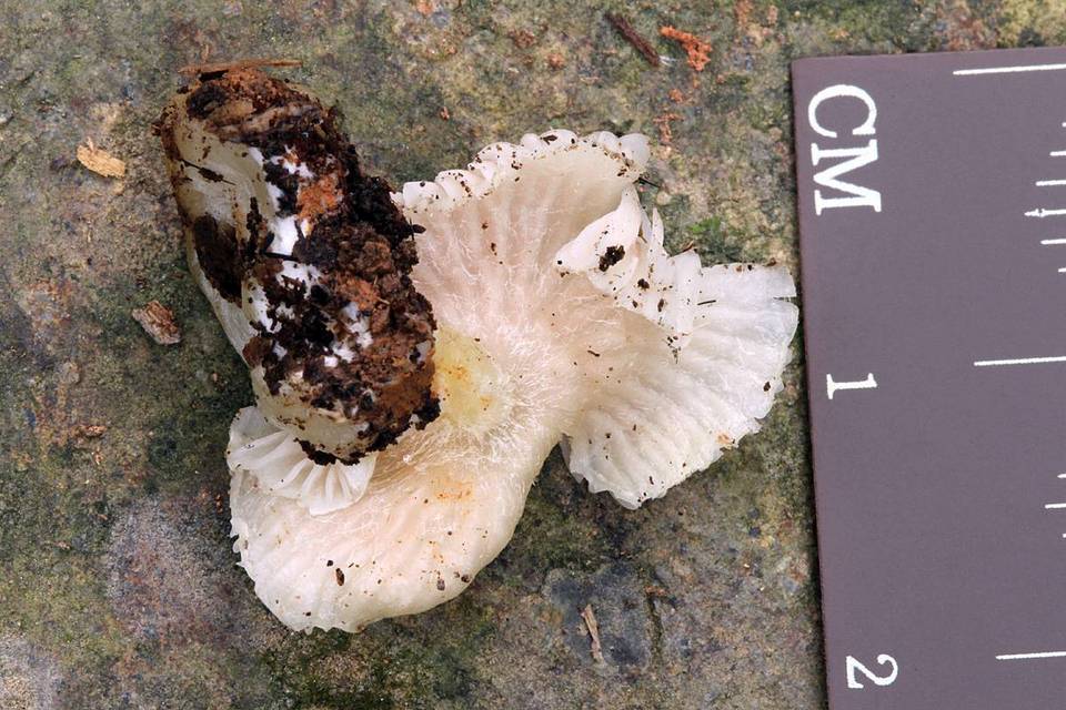 Entoloma stylophorum image