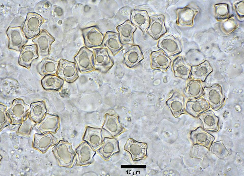 Entoloma stylophorum image