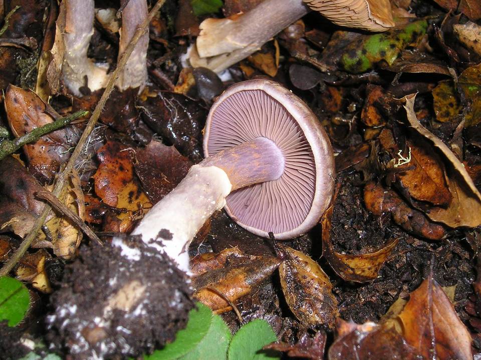 Cortinarius lucorum image