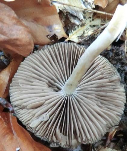 Psathyrella tephrophylla image