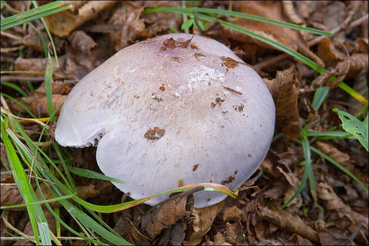 Cortinarius cumatilis image