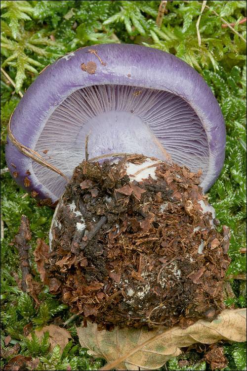 Cortinarius cumatilis image