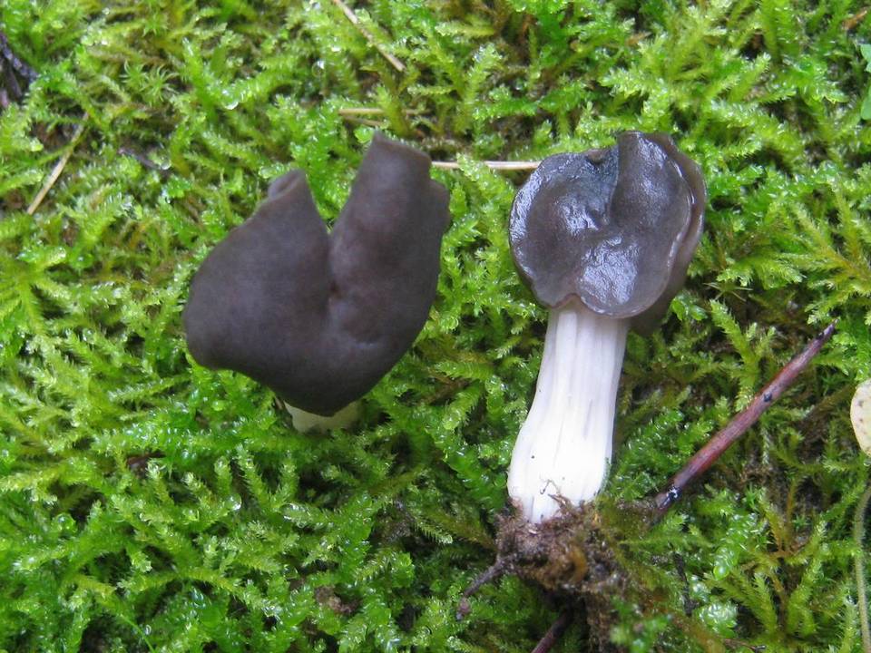 Helvella fusca image