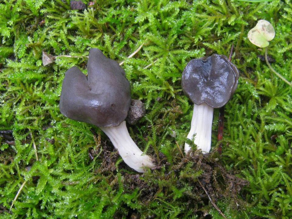 Helvella fusca image