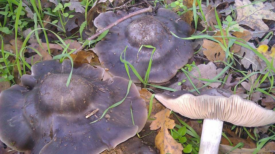 Entoloma rivulosum image