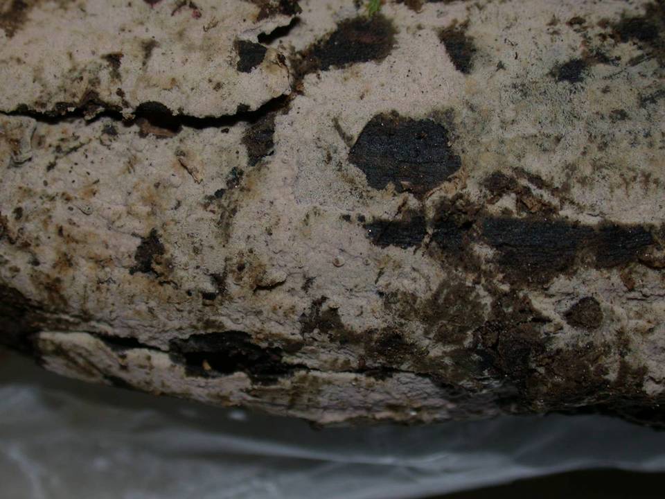 Botryohypochnus isabellinus image