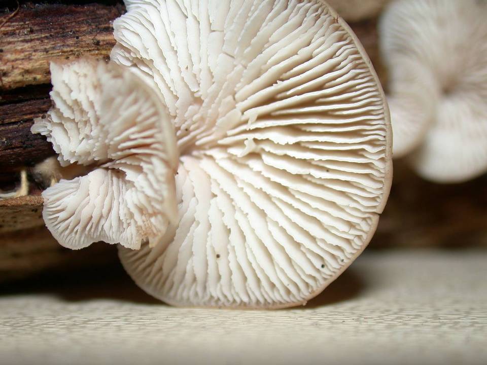 Lentinellus occidentalis image