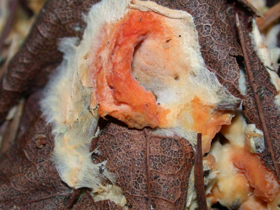 Leucogyrophana romellii image