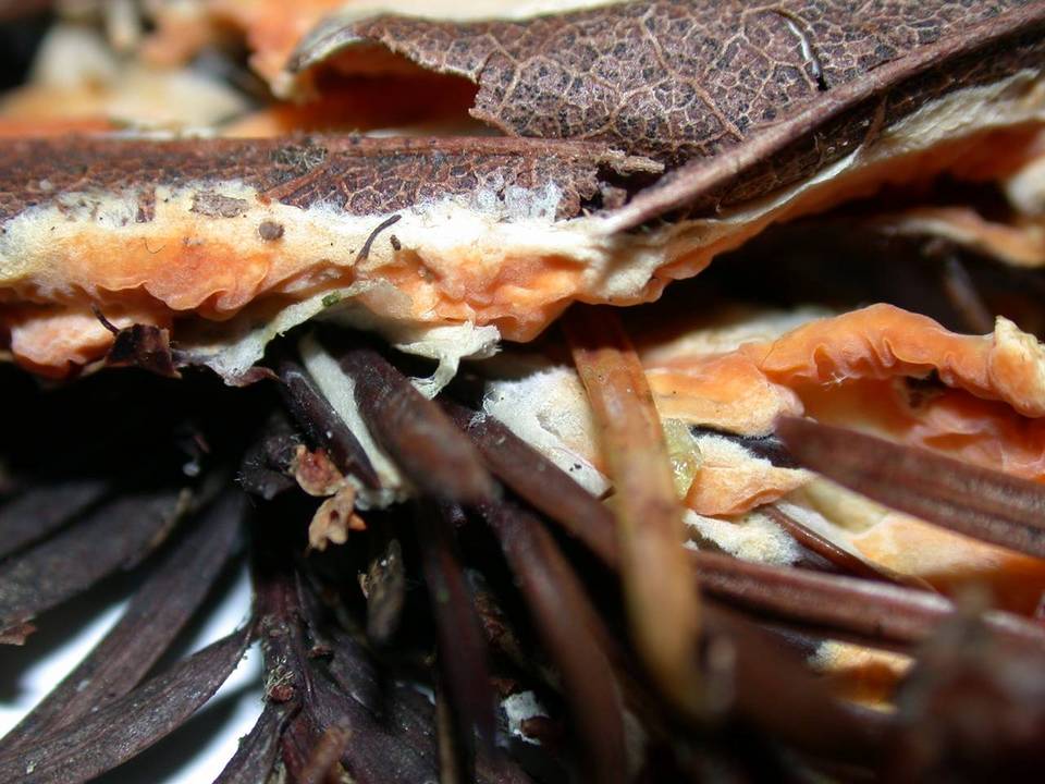 Leucogyrophana romellii image