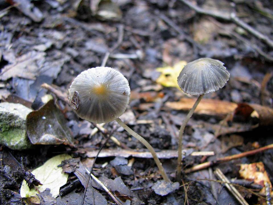 Psathyrella ochracea image
