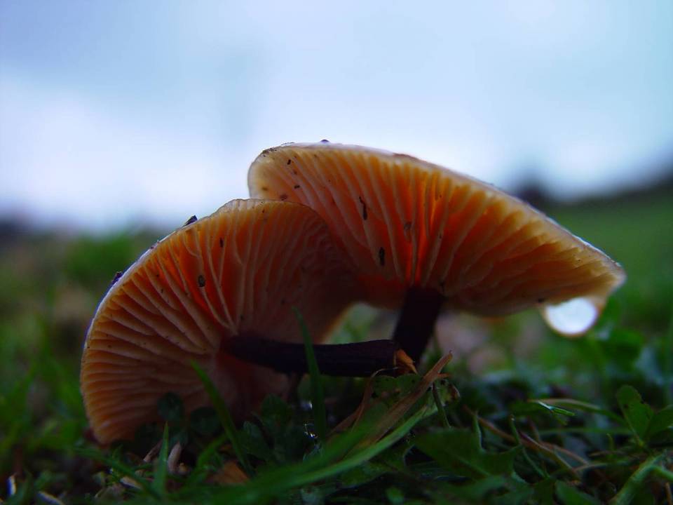 Flammulina velutipes var. velutipes image