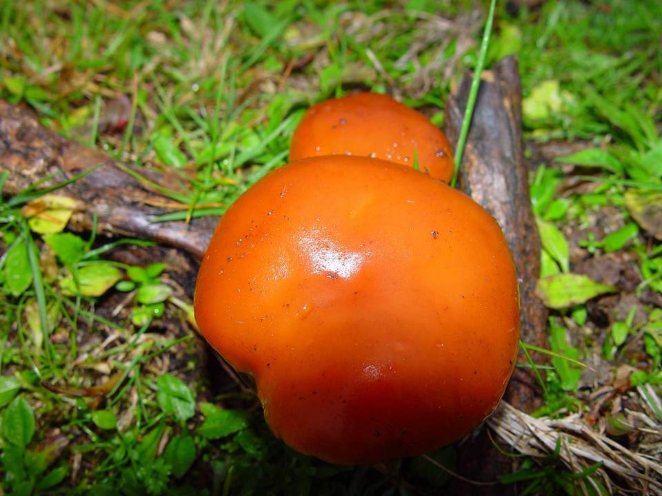 Flammulina velutipes var. velutipes image