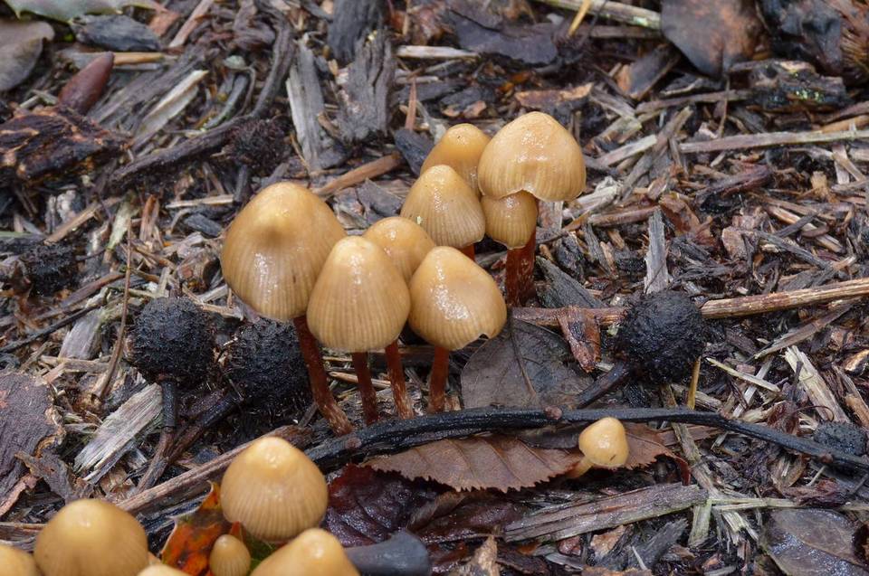 Psilocybe pelliculosa image