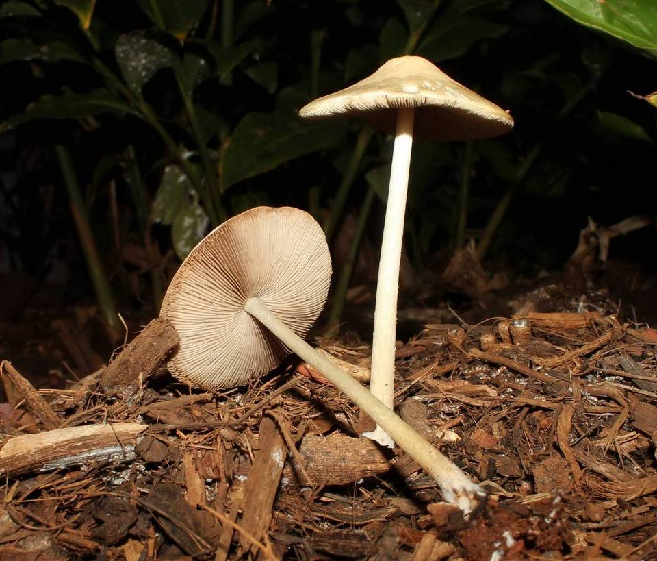 Pluteus atriavellaneus image