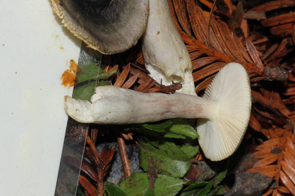 Russula pelargonia image