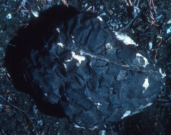 Wolfiporia extensa image