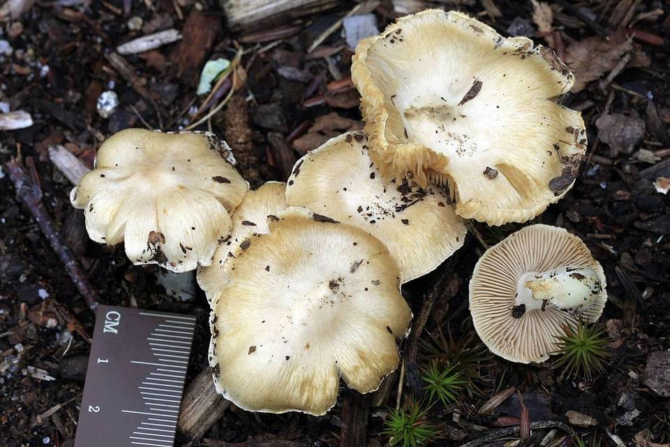 Inocybe sambucina image