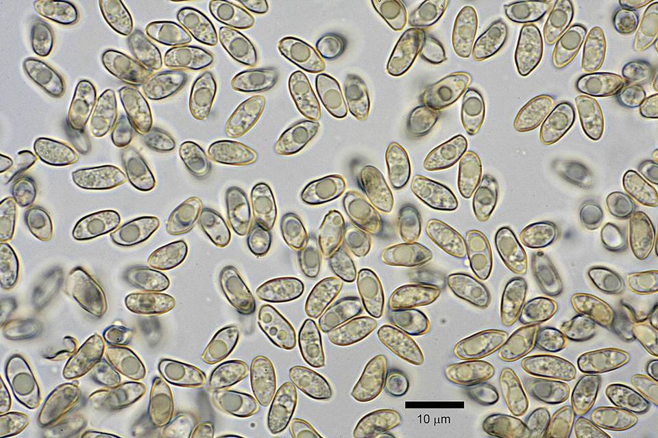 Inocybe sambucina image