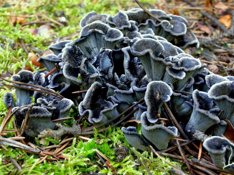 Polyozellus atrolazulinus image