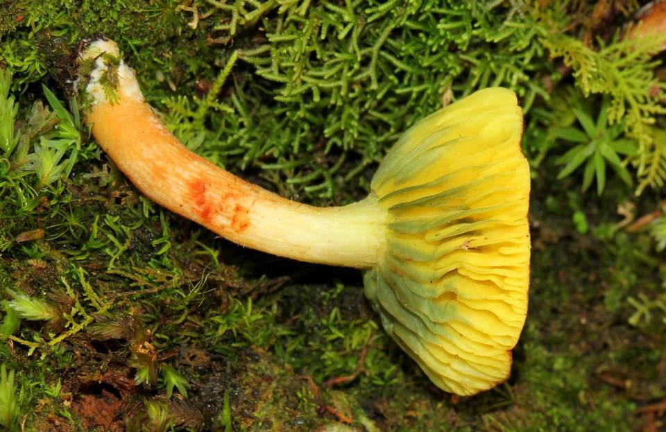 Phylloporus rimosus image