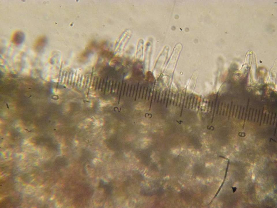 Psathyrella subhepatica image