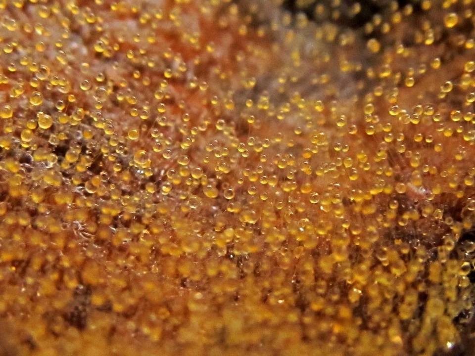 Dicranophora image