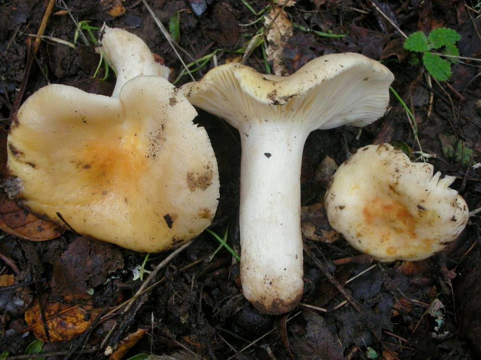 Russula albidula image