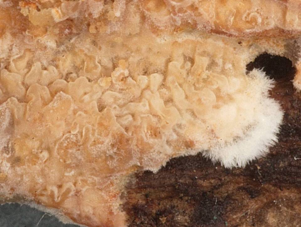 Ceraceomyces image