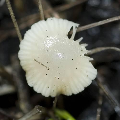 Leucoinocybe lenta image