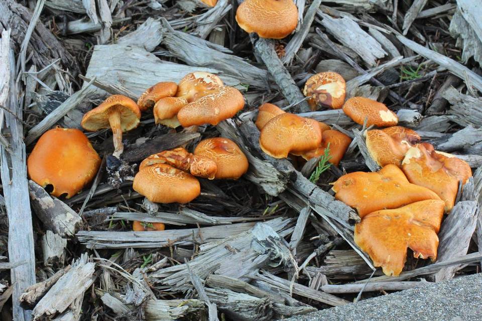 Gymnopilus echinulisporus image
