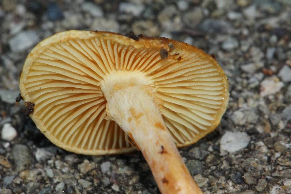 Gymnopilus echinulisporus image