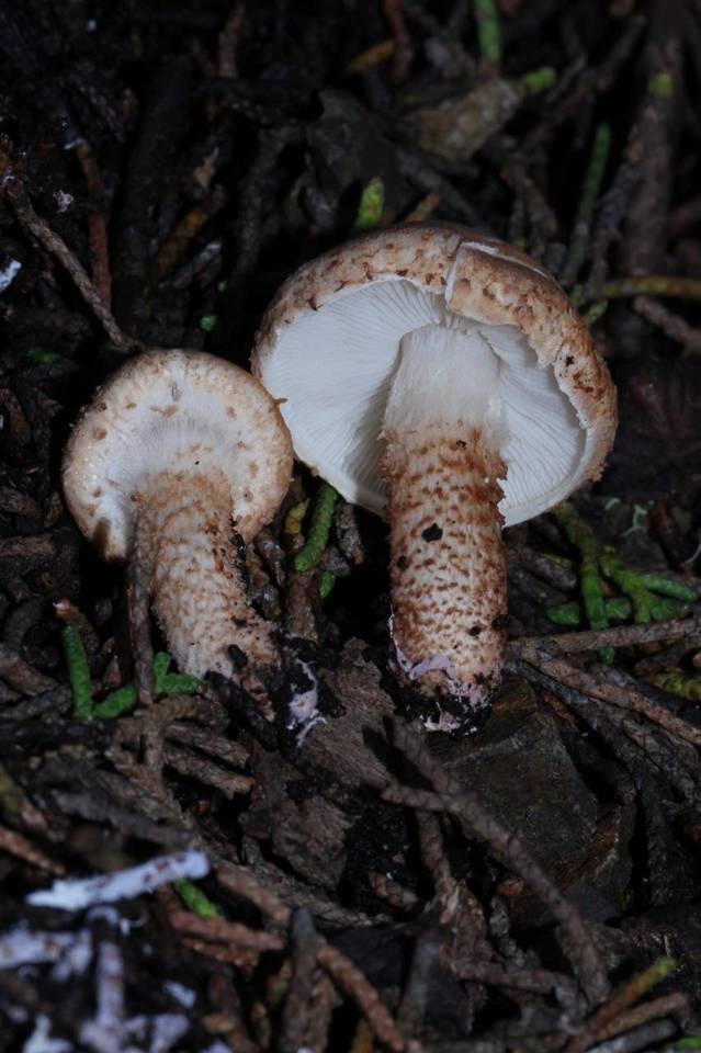 Echinoderma carinii image