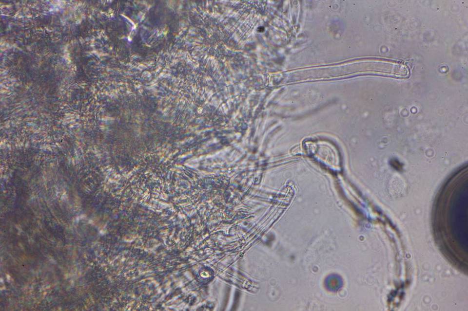 Echinoderma carinii image