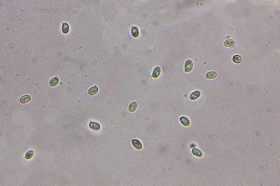 Echinoderma carinii image