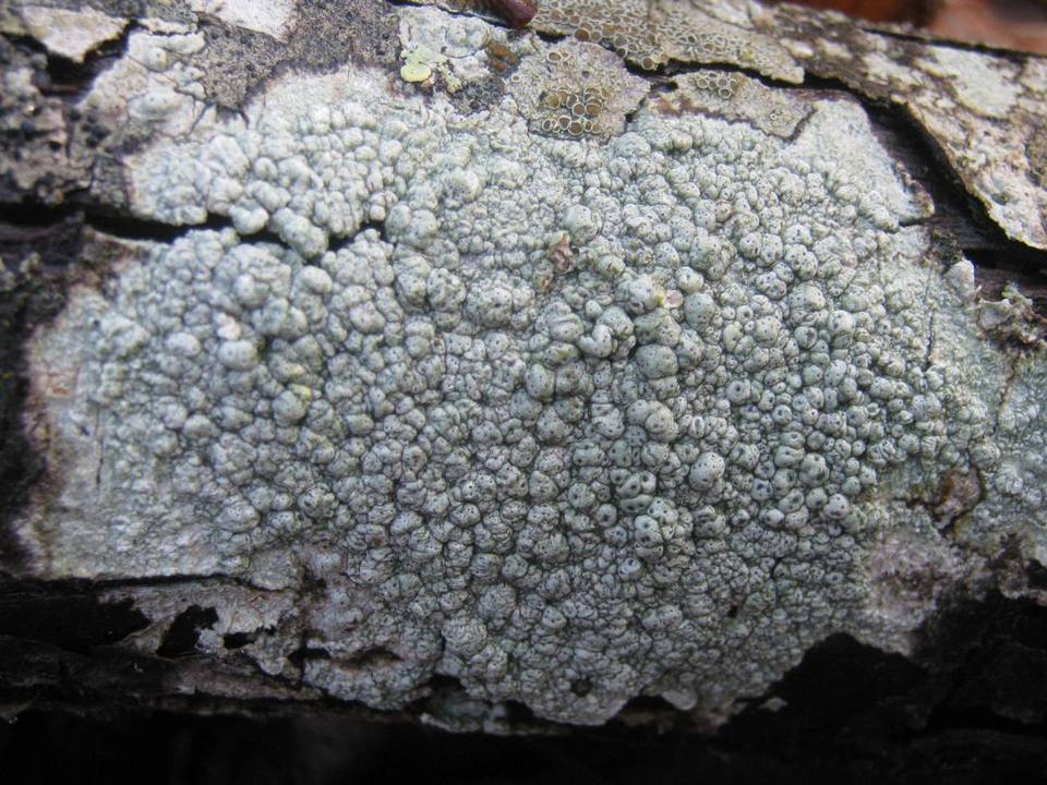 Pertusaria pertusa image
