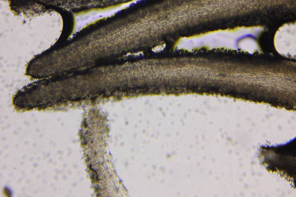 Gymnopilus echinulisporus image