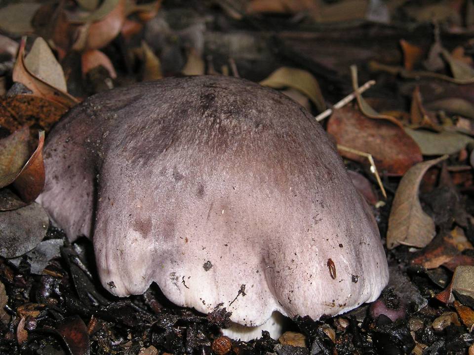 Tricholoma atroviolaceum image