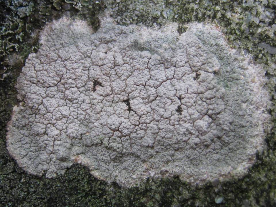 Pertusaria pluripuncta image